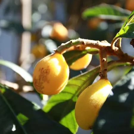 ベッド・アンド・ブレックファスト Safir