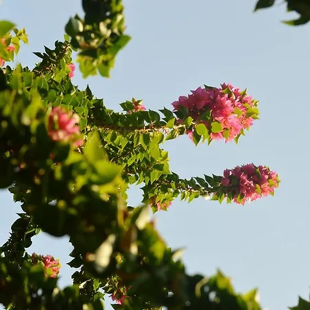 Safir ベッド・アンド・ブレックファスト 4*