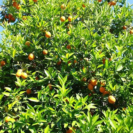 Safir ベッド・アンド・ブレックファスト