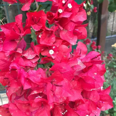 ベッド・アンド・ブレックファスト Safir