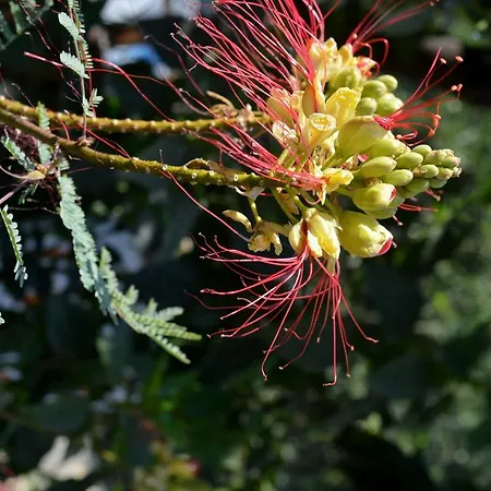 Bed and Breakfast Safir Çıralı