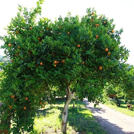 Bed and Breakfast Safir