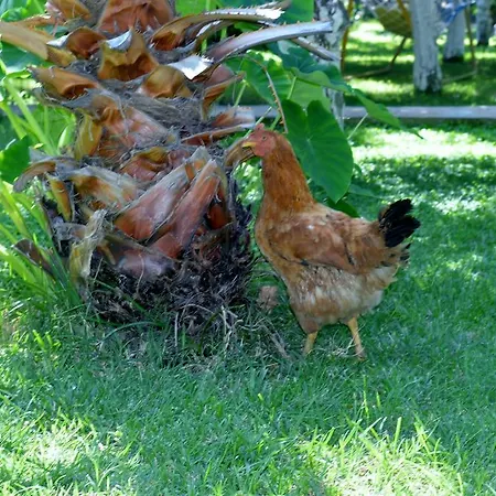 Safir Bed and Breakfast Çıralı