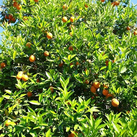 Safir Alojamento de Acomodação e Pequeno-almoço