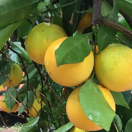 Safir Alojamento de Acomodação e Pequeno-almoço
