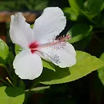 לינה וארוחת בוקר Safir