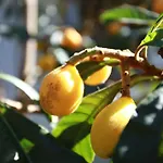 לינה וארוחת בוקר Safir