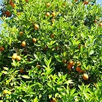 Safir לינה וארוחת בוקר